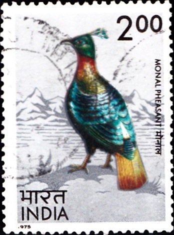 Himalayan monal (Lophophorus impejanus)