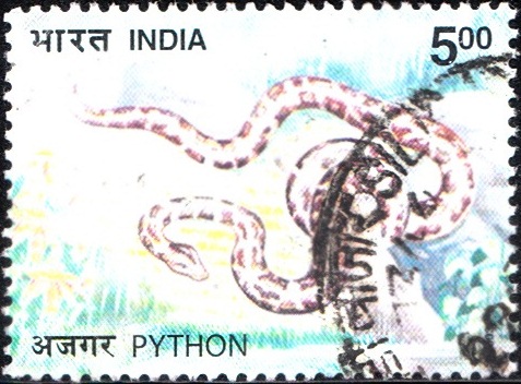 Indian Rock Python (Python molurus)