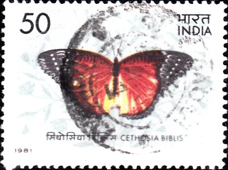 Red Lace Wing (Cethosia biblis)