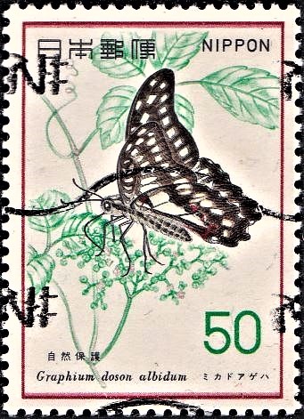 Mikado Ageha : Swallowtail Butterfly