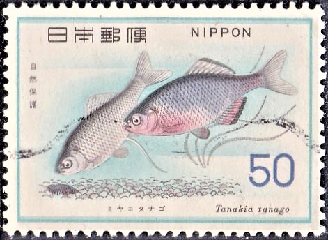 Tanakia (Rhodeus) tanago : temperate freshwater carp fish