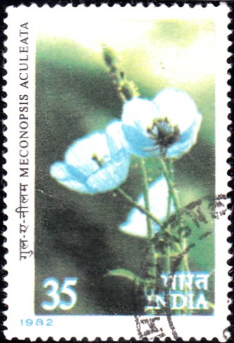 Blue Poppy : Meconopsis