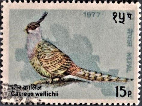 Cheer Pheasant : Wallich's Landfowl
