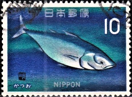 Striped Tuna : Katsuwonus pelamis