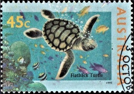 Australian flatback sea turtle