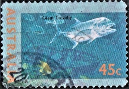 Giant Kingfish Ulua
