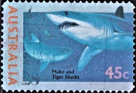 Bonito (Blue pointer) and Tiger Shark