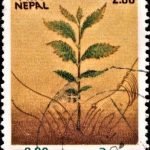 India International Stamp Exhibition 1980