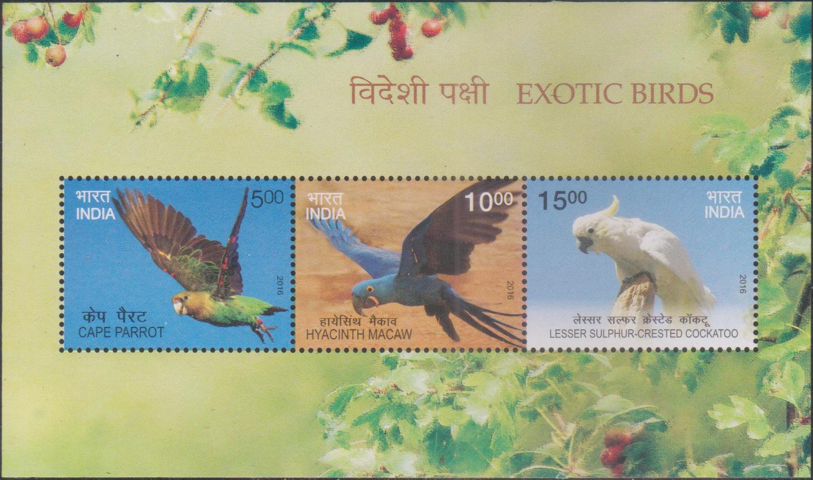 Cape Parrot, Hyacinth Macaw and Yellow-crested Cockatoo