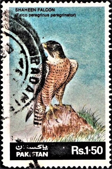 Falco peregrinus peregrinator