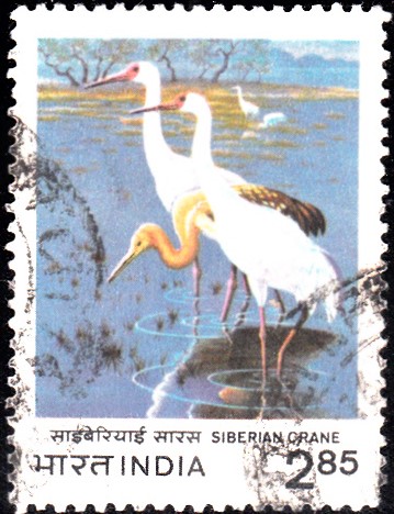 International Crane Foundation : Siberian White Crane (Snow Crane)