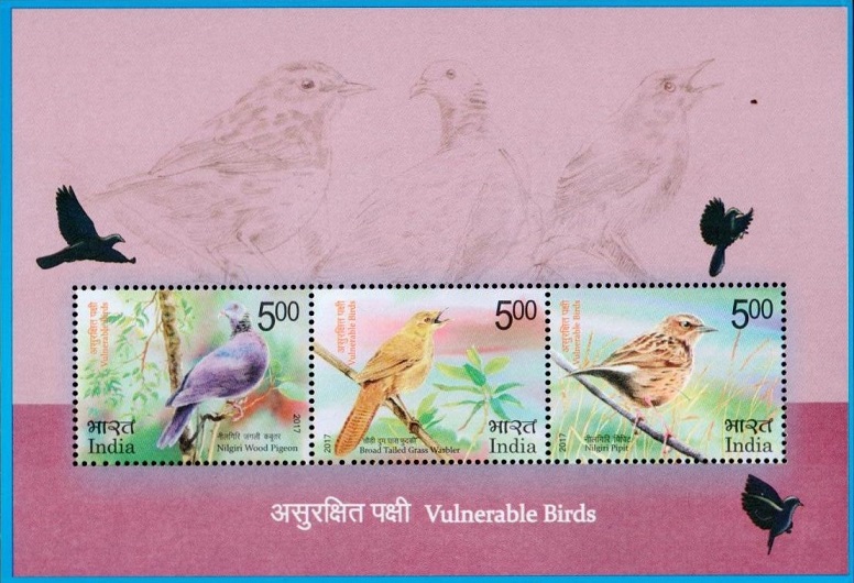 Nilgiri wood pigeon, Broad-tailed grassbird, Nilgiri pipit