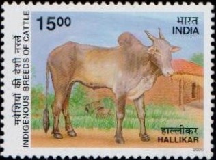 Cow : Hallikar