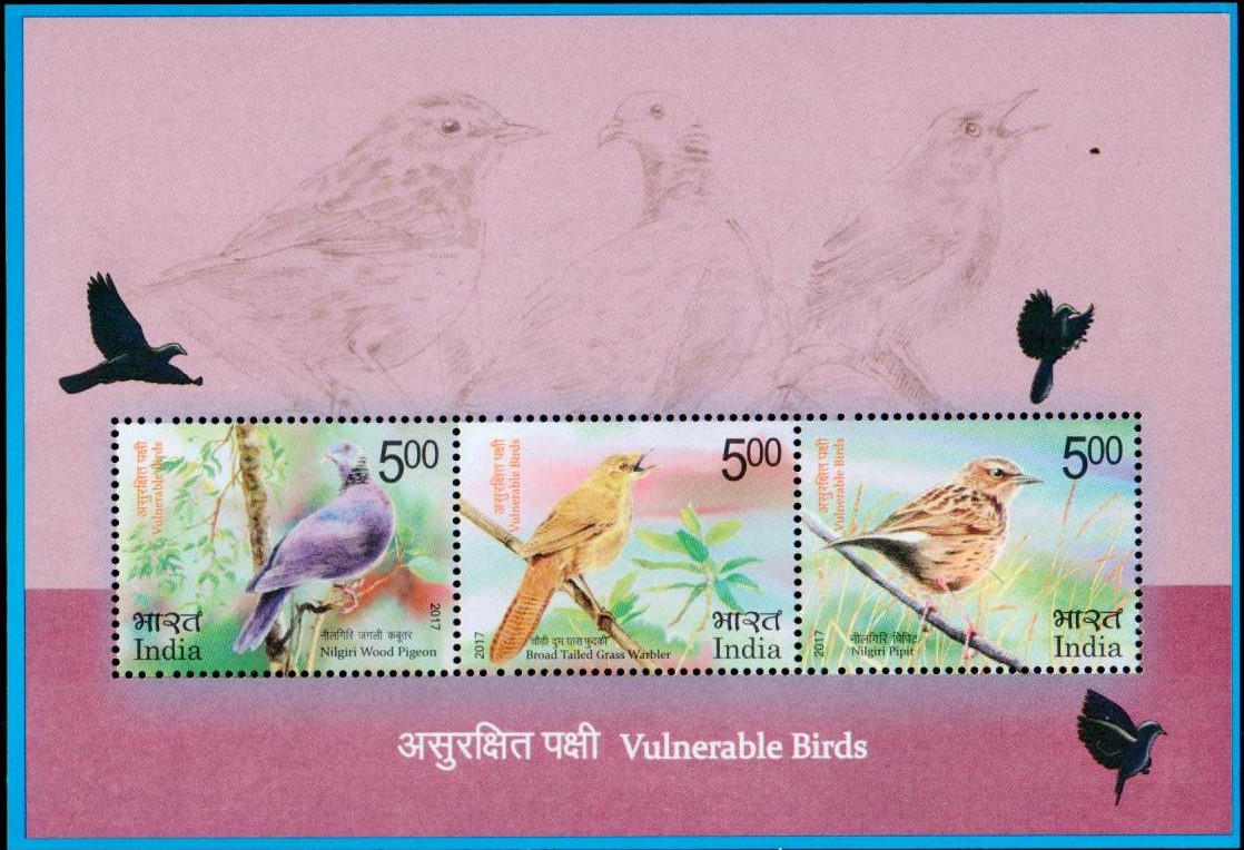 Stamp, Nilgiri wood pigeon, Broad-tailed grassbird, Nilgiri pipit