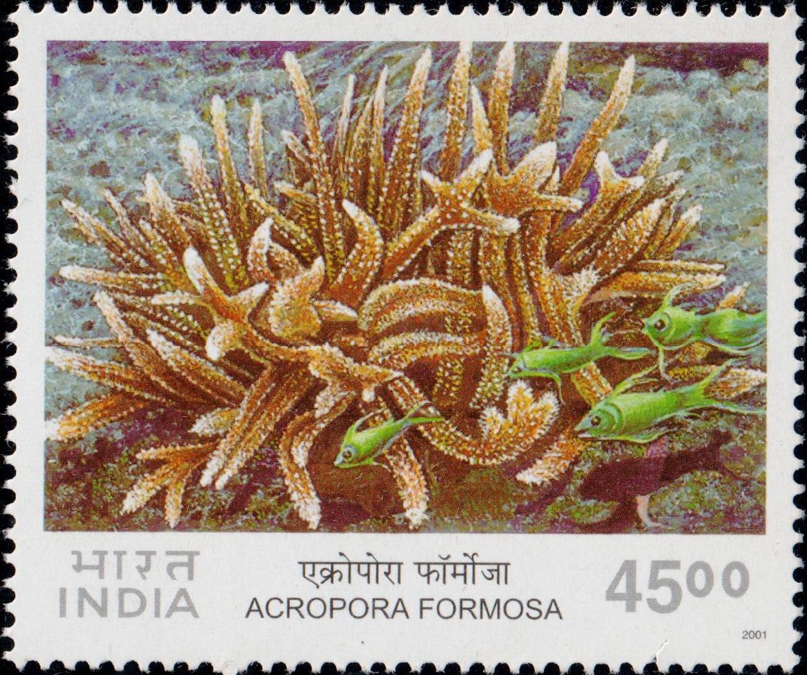 Corals of India