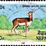 Rajendra Prasad 1984