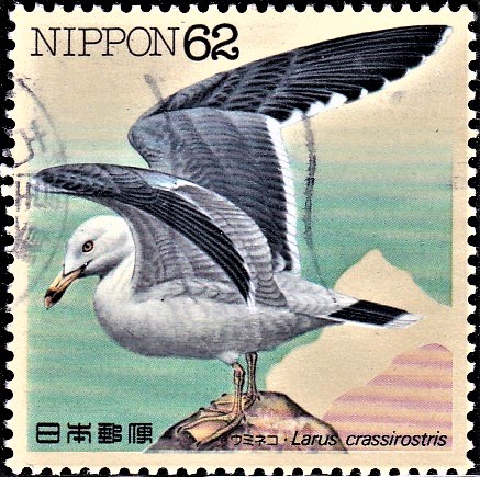 Black-tailed gull