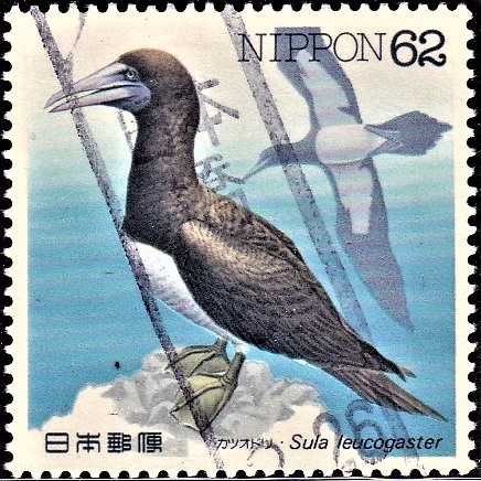 Brown Booby (large seabird)