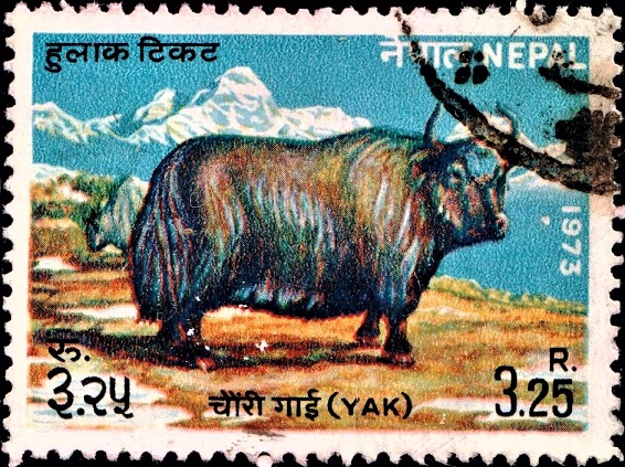 Nepal Cow Series 1973