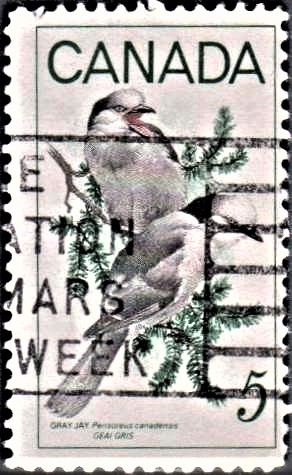 Canada Jay (Perisoreus canadensis) : An Artwork of Glen Loates