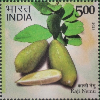 Assam Lemon (China-kaghi)