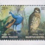 Indian Peacock & Mauritius Kestrel