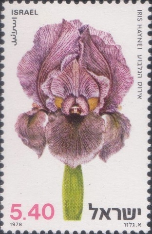 Gilboa Iris