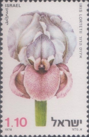 Lortet Iris