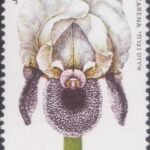 Nazareth Iris