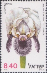 Nazareth Iris