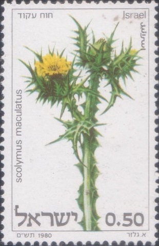 Spotted Golden Thistle