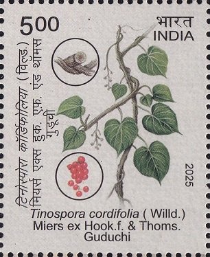 Tinospora cordifolia