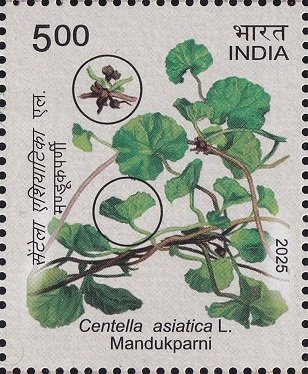 Centella asiatica