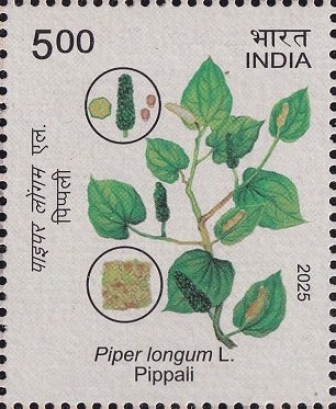 Piper longum