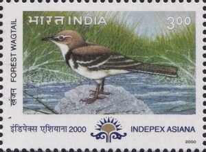 Motacilla indica