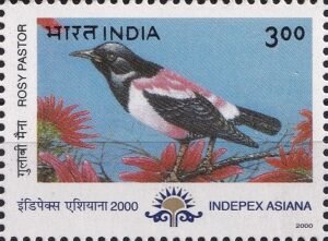 Rosy starling : Sturnus roseus