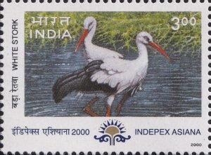 Ciconia ciconia
