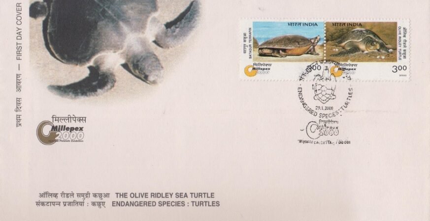Olive Ridley