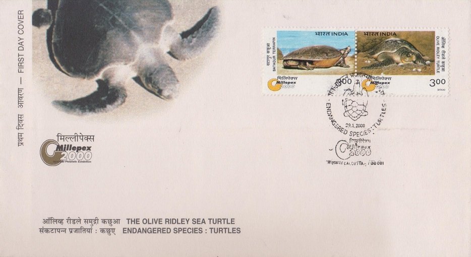 Olive Ridley
