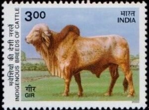 गीर गाय