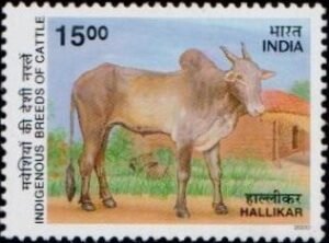हल्लीकर गाय