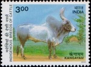 कंगायम गाय