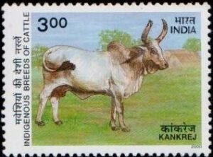 कांकरेज गाय