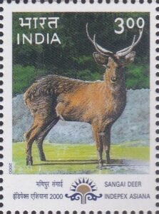 Cervus eldi eldi