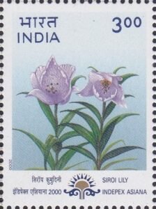 Lilium mackliniae