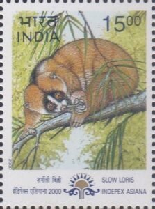 Nycticebus coucang