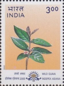 Psidium guineense